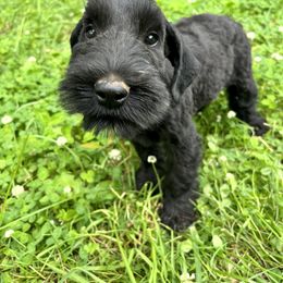 Orange collar - Black male Giant Schnauzer puppy in Sedalia, Missouri from Valour's Giants