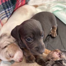 Girl 3 - Blue and cream female Dachshund puppy in Great Falls, Montana from Dawn's designerDachshunds