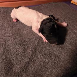 Girl 4 - female Poodle puppy in Blue Ridge, Georgia from Beltane Standard Poodles