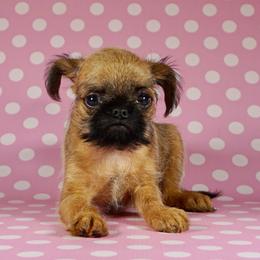 AKC Red Collar - Red female Brussels Griffon puppy in Florida from Robin’s Griffons