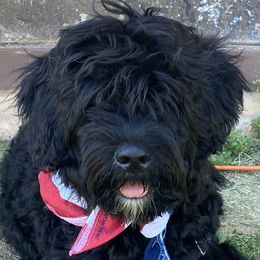 Cowboy - Black Portuguese Water Dog puppy in Rifle, Colorado from Wynsumly
