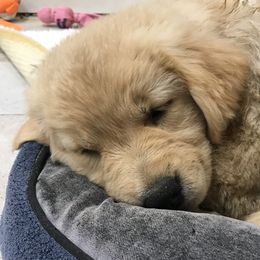 Golden Retriever Puppies from Gaylan's Golden Retrievers