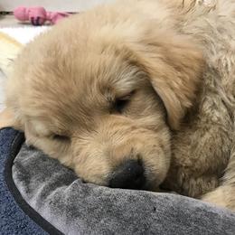 Golden Retriever Puppies from Gaylan's Golden Retrievers