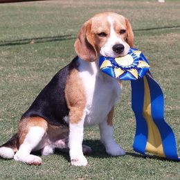 It's A Fine Life - Beagle