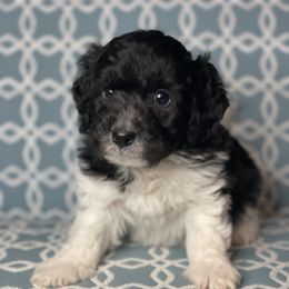 Cockapoo, Goldendoodle, and Poodle Puppies from Mason Farmhouse Poodles, Doodles & Poos (Breeding & Stud Services)