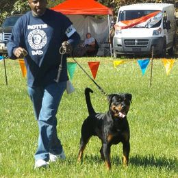 French Bulldogs and Rottweilers from Vom Schwarzen-Eis Rottweilers