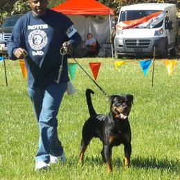 French Bulldogs and Rottweilers from Vom Schwarzen-Eis Rottweilers