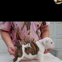 Bulldog and French Bulldog Puppies from Impressive Bulldogs and French Bulldogs