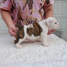 Bulldog and French Bulldog Puppies from Impressive Bulldogs and French Bulldogs