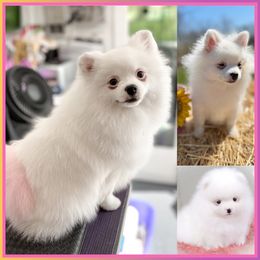 Sugar - Pomeranian