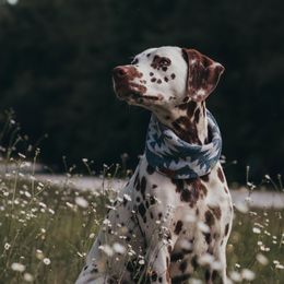Olivia  - Dalmatian
