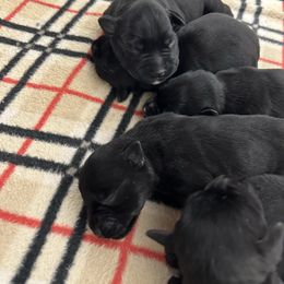 Clover - Black female Miniature Schnauzer puppy in Springfield, Tennessee from My Lovable Schnauzers