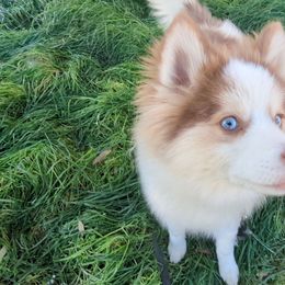 Phillip - Red and white Pomsky puppy in Temple, Texas from Lonestar Pomskies