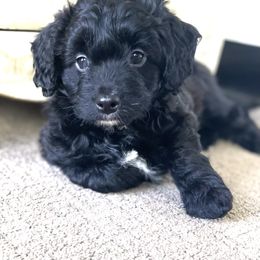 Bordoodle Puppies from Mountain Mini Bordoodles