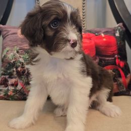 Marilyn - Brown female Double Doodle puppy in Prescott Valley, Arizona from Ramirez Family Doodles