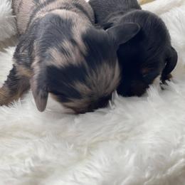 Dachshund Puppies from Hart Dachshunds