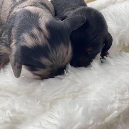 Dachshund Puppies from Hart Dachshunds