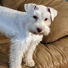 Rue - Miniature Schnauzer