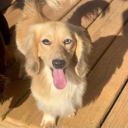 Hugo - Dachshund