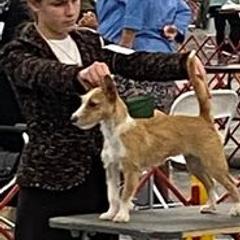 Miniature American Shepherd and Portuguese Podengo Pequeno All Grown Up from Kaprikorn