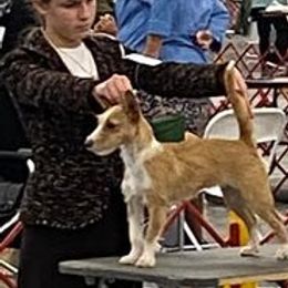 Miniature American Shepherd and Portuguese Podengo Pequeno All Grown Up from Kaprikorn