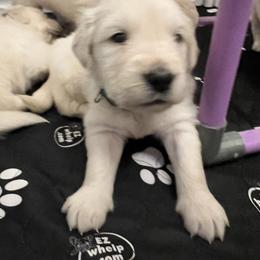 Green collar - Light golden male Golden Retriever puppy in Ingleside, Texas from Sweetbay Goldens