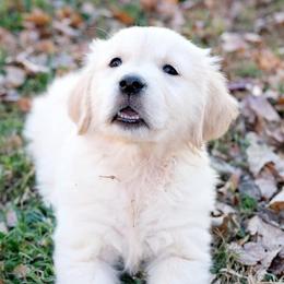 Golden Retriever Puppies from Golden Bunns Retrievers