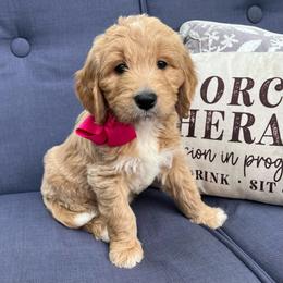 Hydrangea - Cream female Goldendoodle puppy in The Woodlands, Texas from Gracie's Goldendoodles and Bernedoodles