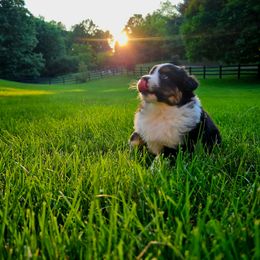Australian Shepherd Puppies from Groveland's Haus of Aus