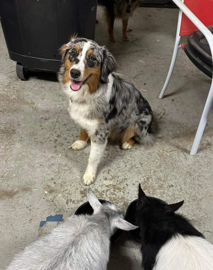 Australian Shepherd All Grown Up from Lone Tree Aussies