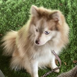 Cinna - Pomsky