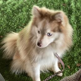 Cinna - Pomsky