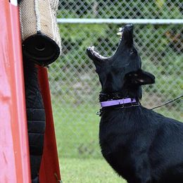 German Shepherds from Vom Blauberge German Shepherds