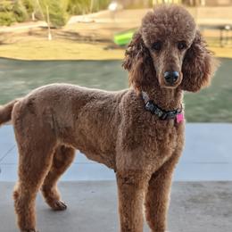 Nora - Poodle