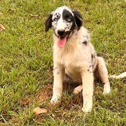 Girl 4-Poppy - Australian Shepherd puppy from Sugar Camp Aussies