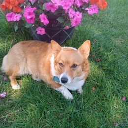 Bailey - Pembroke Welsh Corgi