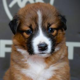 English Shepherd Puppies from Town & Country English Shepherds