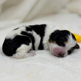 Sweetie (Yellow Collar) - Tri-color female Australian Labradoodle puppy in Mount Gilead, North Carolina from Tillery Labradoodles