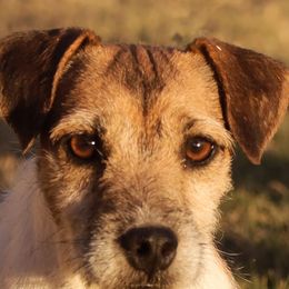 Romeo - Jack Russell Terrier
