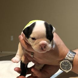 English Bulldog Puppies from Ruza's Bulldogs