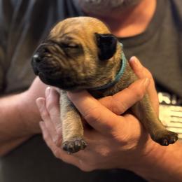 Teal Collar Male - Fawn male Boerboel puppy in Bon Aqua, Tennessee from Erickson Ranch Boerboels