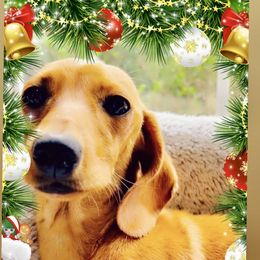 Minnie Mae - Dachshund