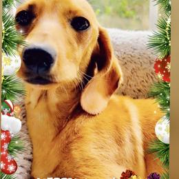 Minnie Mae - Dachshund