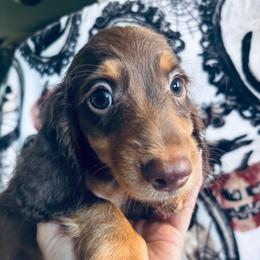 Gari - Chocolate and tan male Dachshund puppy in Argos, Indiana from TKO Doxies