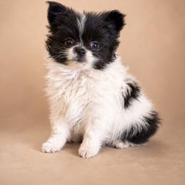 Pomeranian Puppies from Perkins Poms