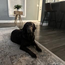 Hazel - Labrador Retriever