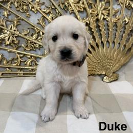 Duke - Light golden male Golden Retriever puppy in Conroe, Texas from Tails of Cypress