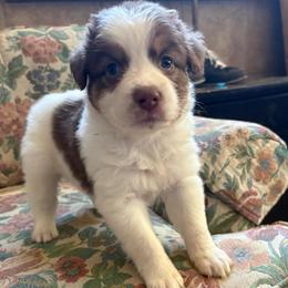 Lou - Red tri-color male Australian Shepherd puppy in Grants Pass, Oregon from Carmel Mountain Aussies