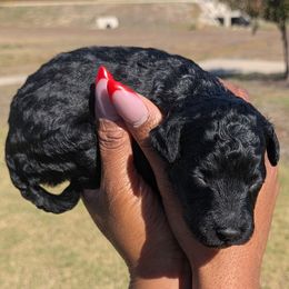 Girl 4 - Cream female Goldendoodle puppy in Forney, Texas from Cityline Goldendoodles