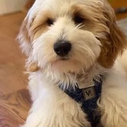 Goldendoodles from Bellehurst Goldendoodles